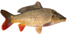 C:\Users\User\Desktop\carp.jpg